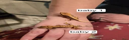 Gecko reptiles for sale: Baby crested geckos  - Advert 3