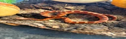 Corn Snake reptiles for sale: Corn snakes WOW AMAZING  - Advert 10