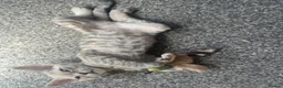 Devon Rex cats for sale: Outstanding kittens.  - Advert 12
