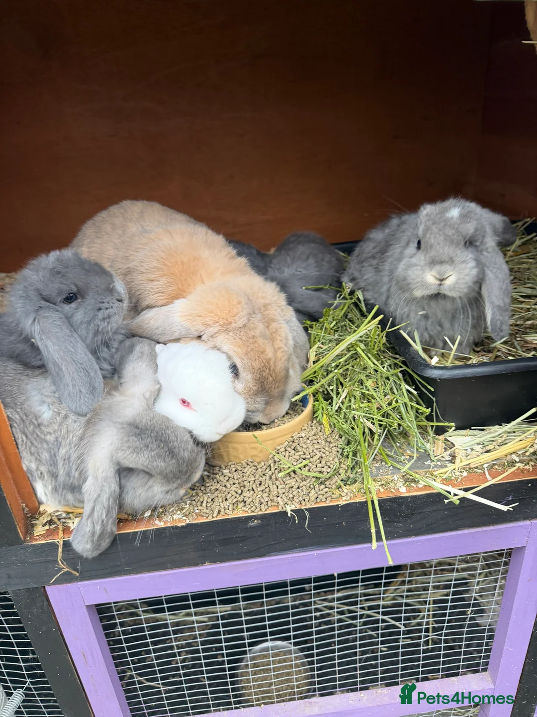 French Lop rabbits for sale: French lops  - Advert 19
