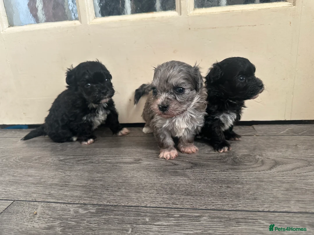 Maltipoo dogs for sale: F1 Toy Maltipoos - Advert 20