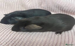 Guinea Pig rodents for sale: Pair of Sow Guinea Pigs - Image 2