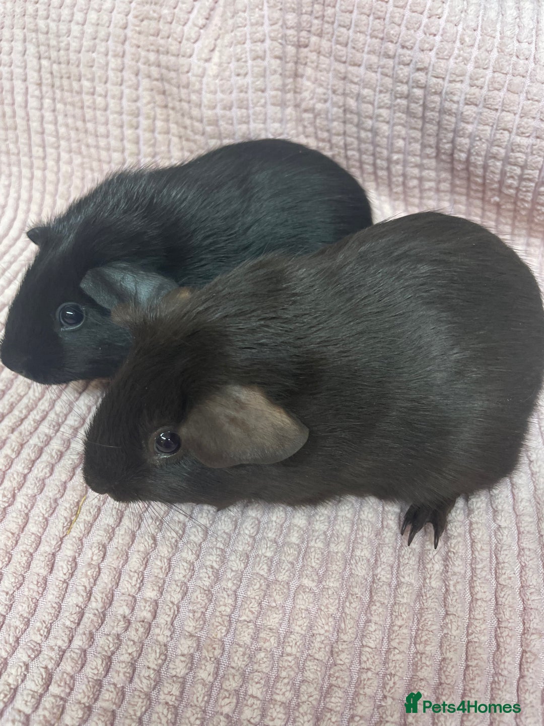 Guinea Pig rodents for sale: Pair of Sow Guinea Pigs - Image 2