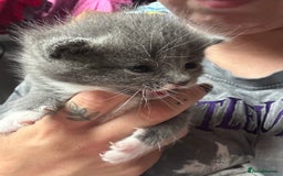 Mixed Breed cats for sale: 3 beautiful greys and a stunning cream kitten - Image 11