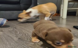 Chihuahua dogs for sale: Smooth coat chihuahuas - Image 8