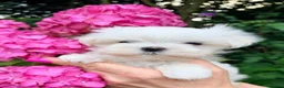 Maltese dogs for sale: Beautiful Mini Maltese Puppy - Korean Bloodlines - Advert 11