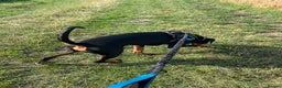 Dobermann dogs for sale: 1 year old Dobermann - Advert 2