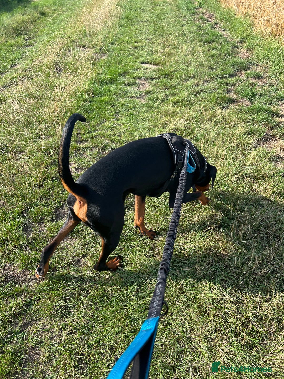 Dobermann dogs for sale: 1 year old Dobermann - Advert 2