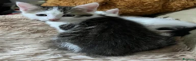 Mixed Breed Kitten 4