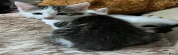 Mixed Breed cats for sale: 6 Lovely Kittens for sale  - Advert 21