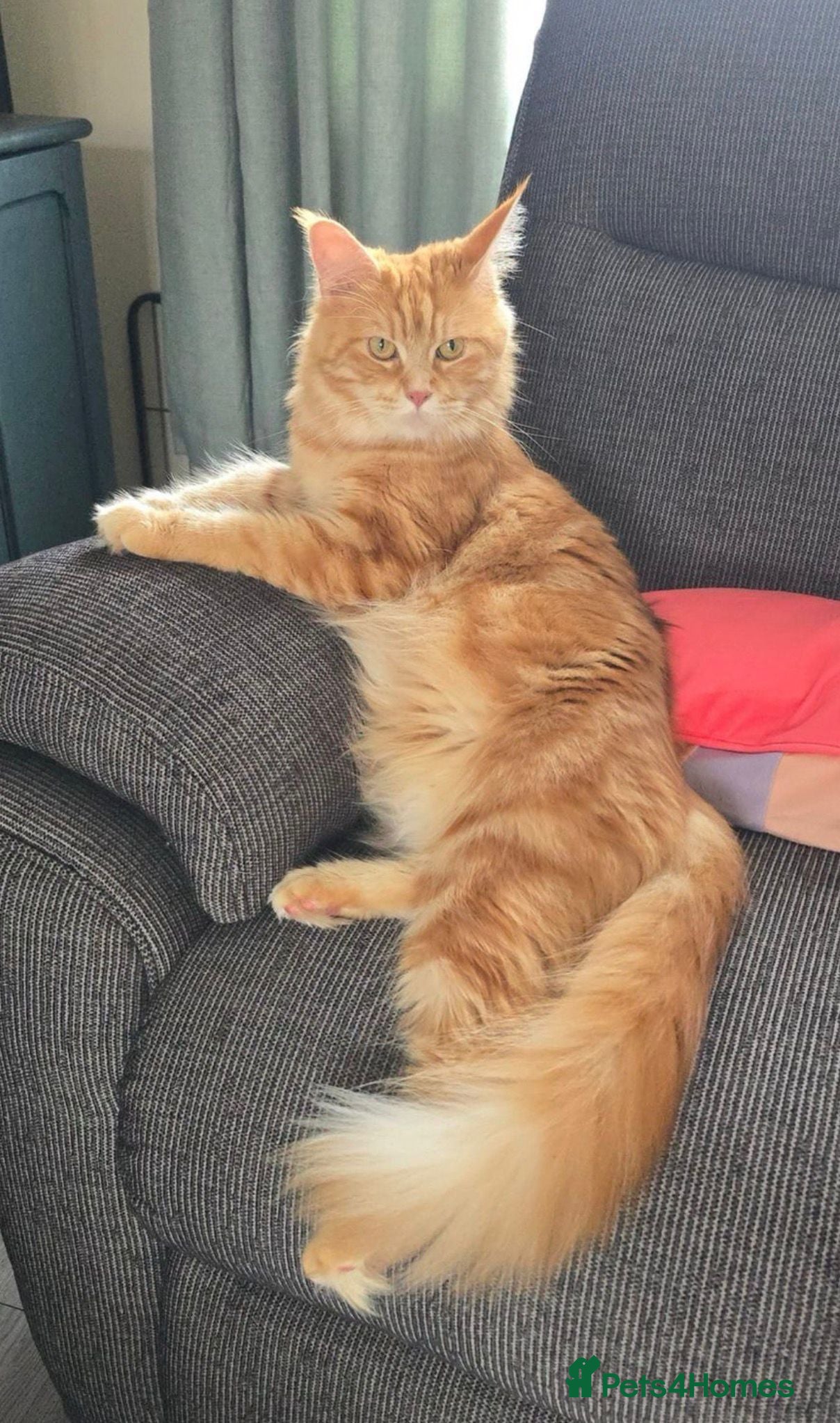Maine Coon cats Active TICA RARE Ginger Female - Advert 2