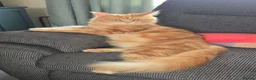 Maine Coon cats for sale: Active TICA RARE Ginger Female - Advert 1