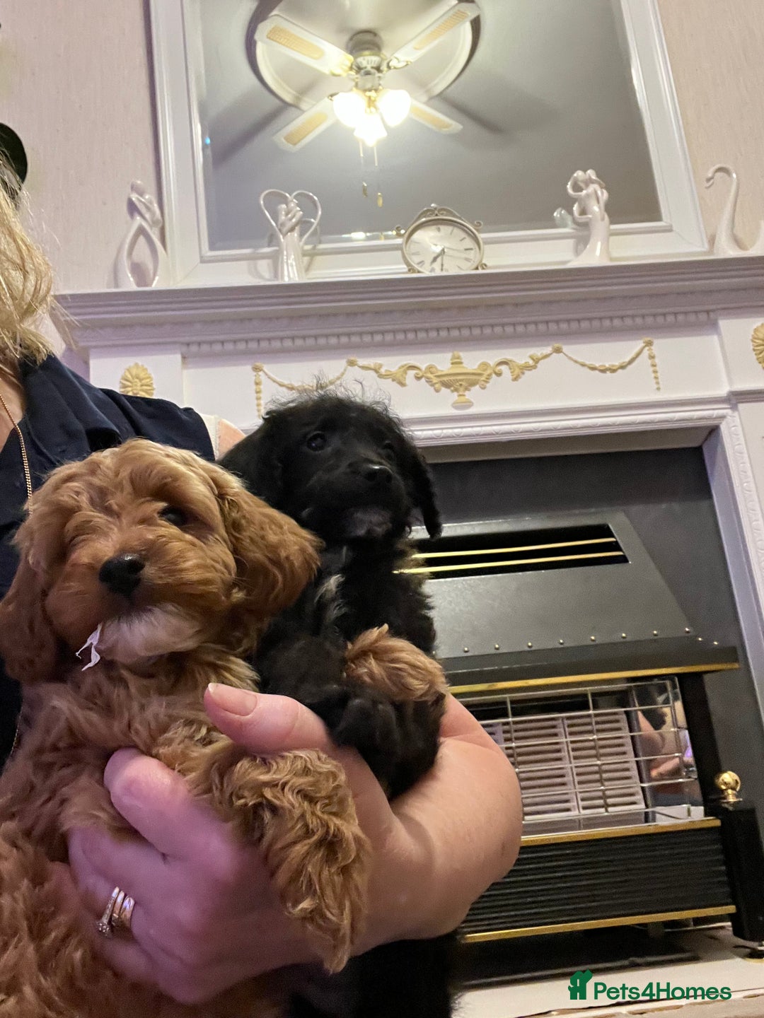 Poodle dogs for sale: Adorable Poodle Puppies For Sale. - Advert 7