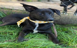 Mixed Breed dogs for adoption: 🐶💖 MOLLY 💖🐶 - Image 8