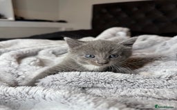 British Shorthair cats for sale: Our beautiful cute shorthair blue kittens - Image 4