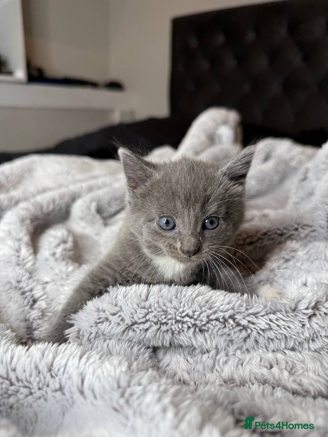 British Shorthair cats for sale: Our beautiful cute shorthair blue kittens - Image 4