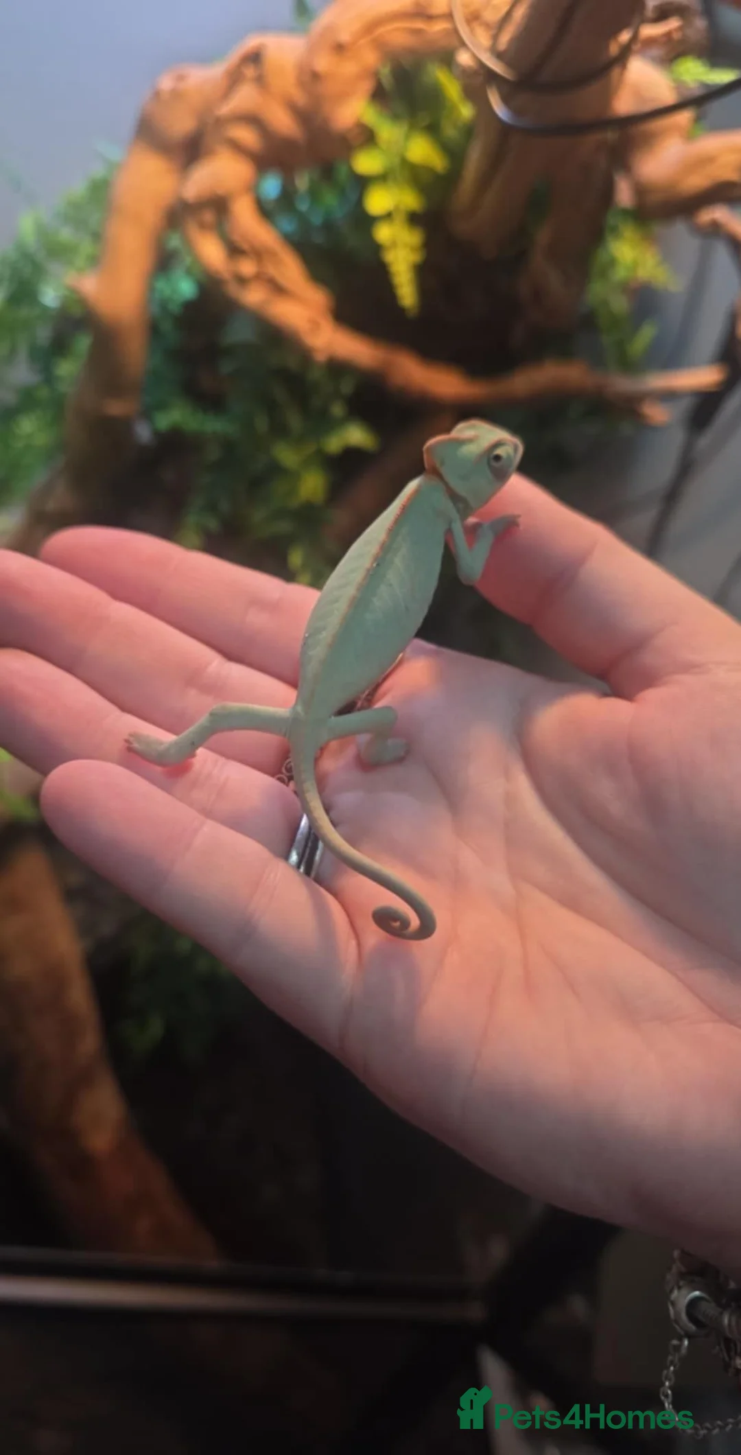 Chameleon reptiles for sale: Dutch the chameleon  - Advert 4