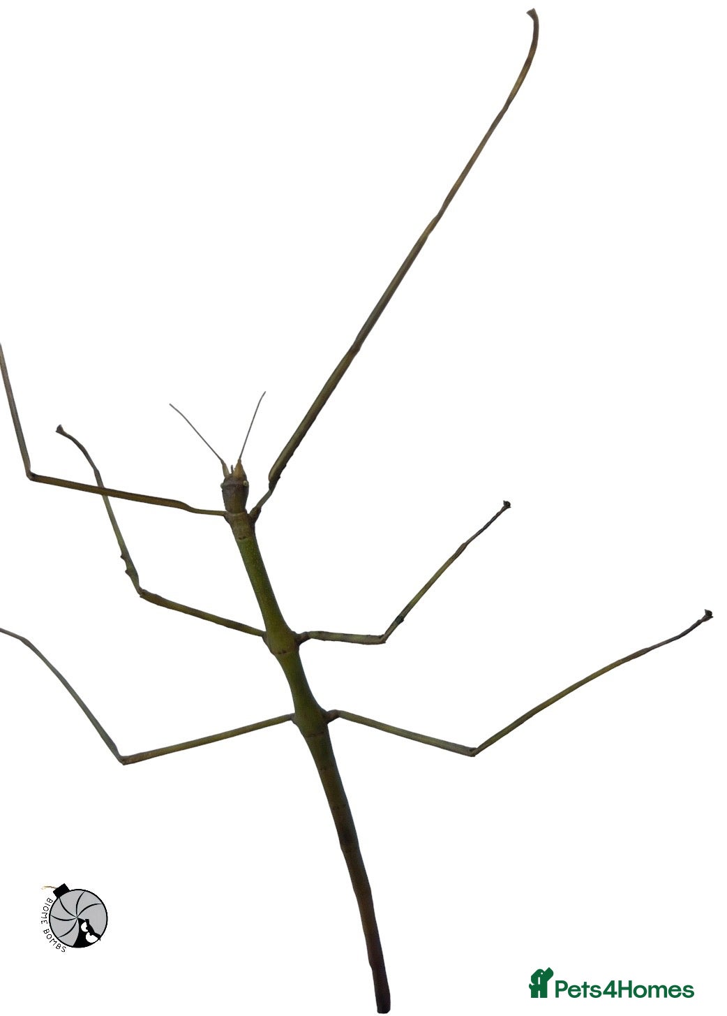 Stick Insects invertebrates X2 GIANT VIETNAMESE STICK INSECT (Ramulus artemis) - Advert 1