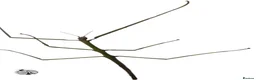 Stick Insects invertebrates for sale: X2 GIANT VIETNAMESE STICK INSECT (Ramulus artemis) - Advert 1