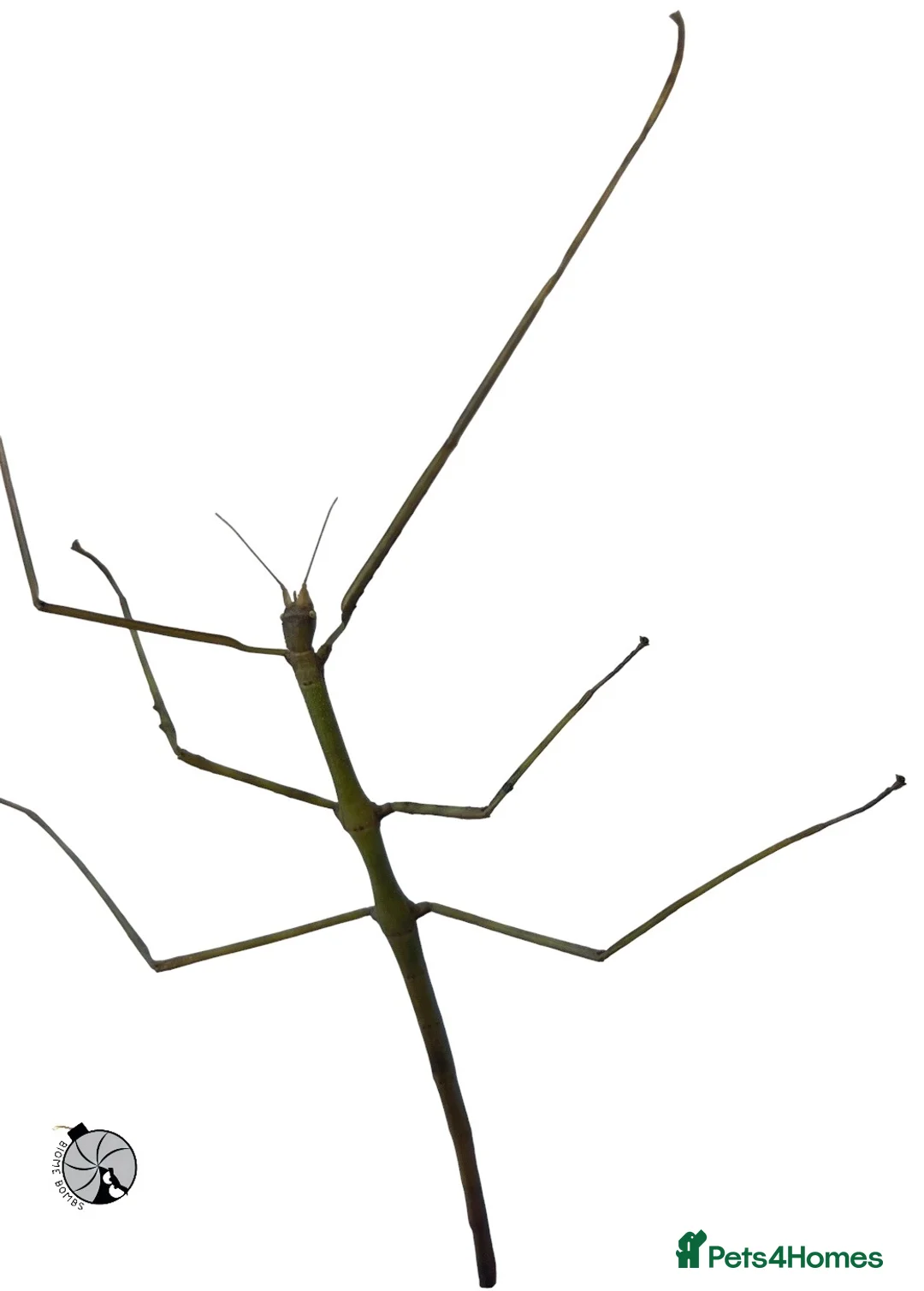 Stick Insects invertebrates for sale: X2 GIANT VIETNAMESE STICK INSECT (Ramulus artemis) - Advert 1