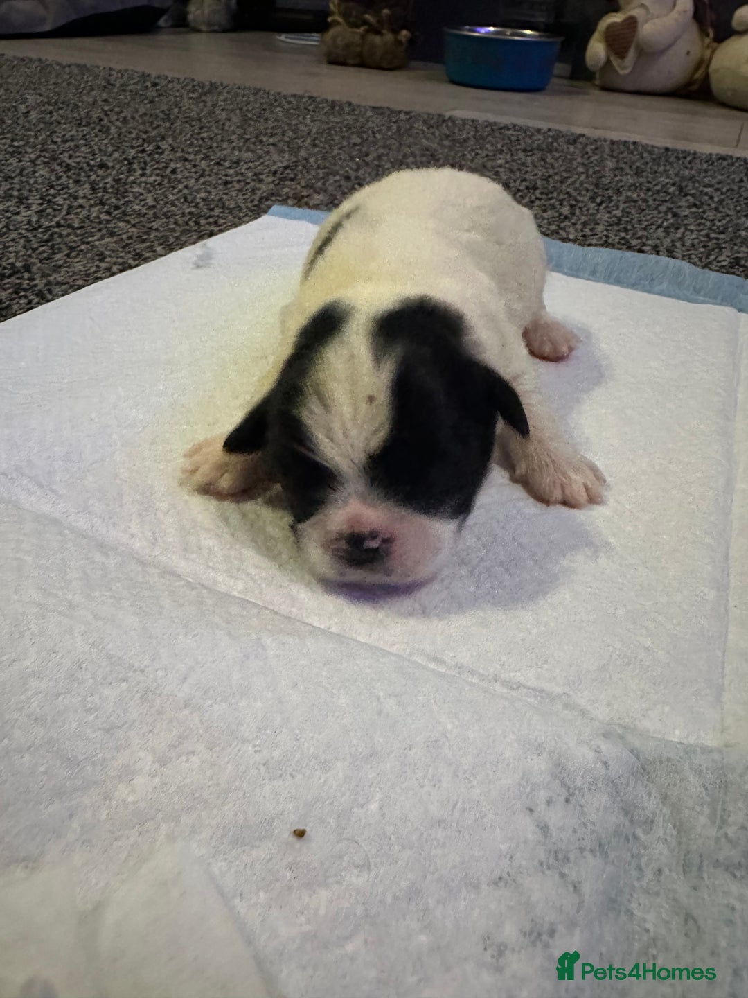 Shihpoo dogs for sale: Beautiful shihpoo puppies for sale - Advert 3