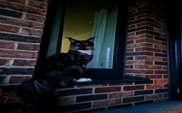 Maine Coon cats for sale: Maine coon kittens  - Image 25