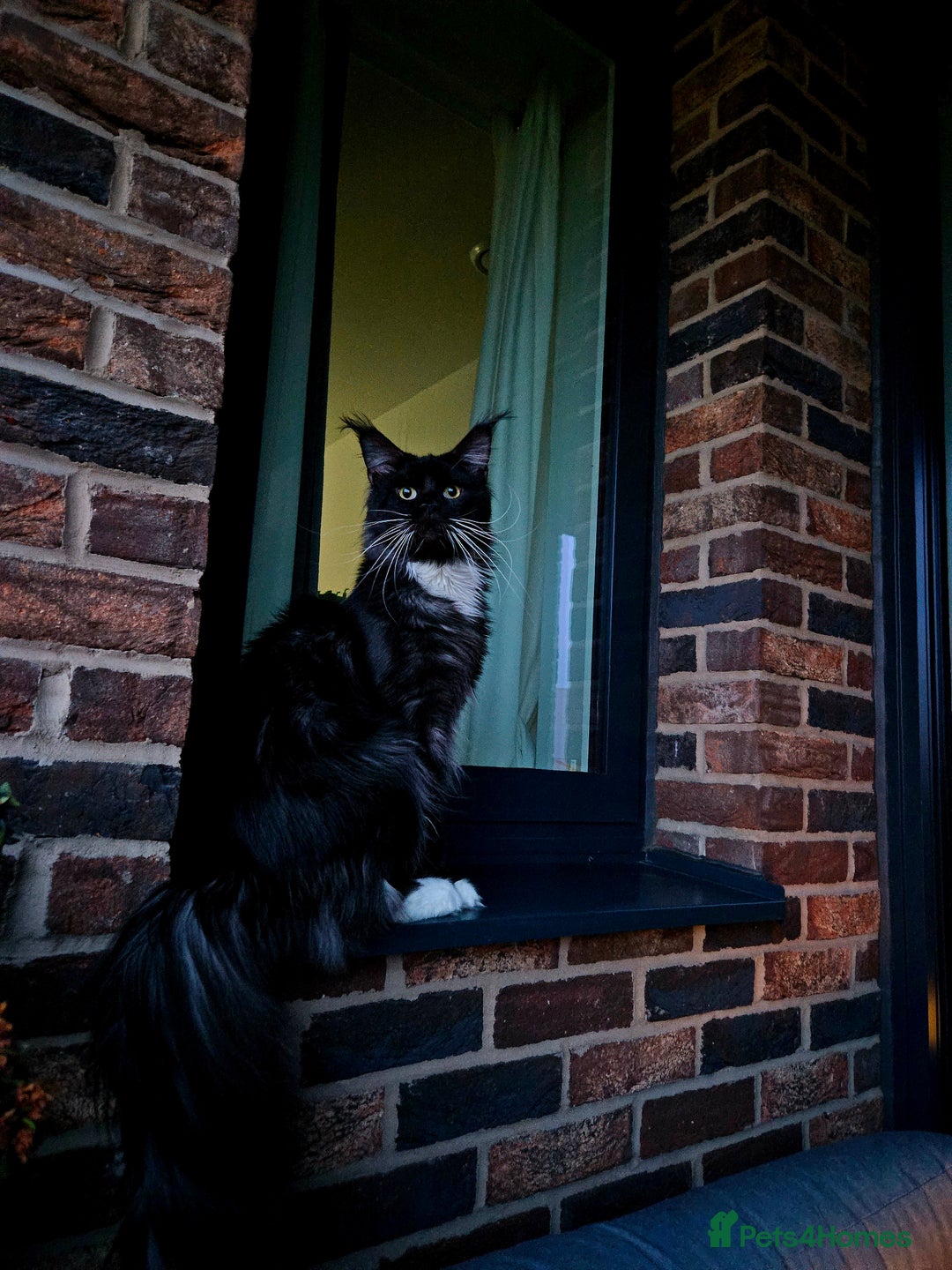 Maine Coon cats for sale: Maine coon kittens  - Image 25