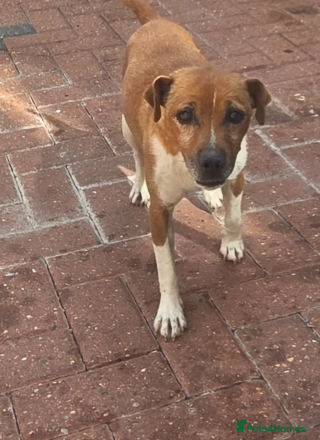 Plummer Terrier dogs for sale: Plumner terrior - Advert 1