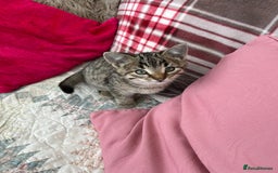 Mixed Breed cats for sale: 5 Gorgeous Tabby Kittens for sale. - Advert 4