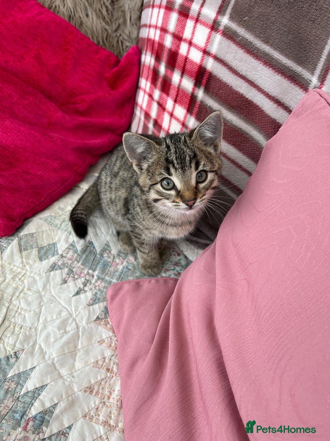 Mixed Breed cats for sale: 5 Gorgeous Tabby Kittens for sale. - Advert 4