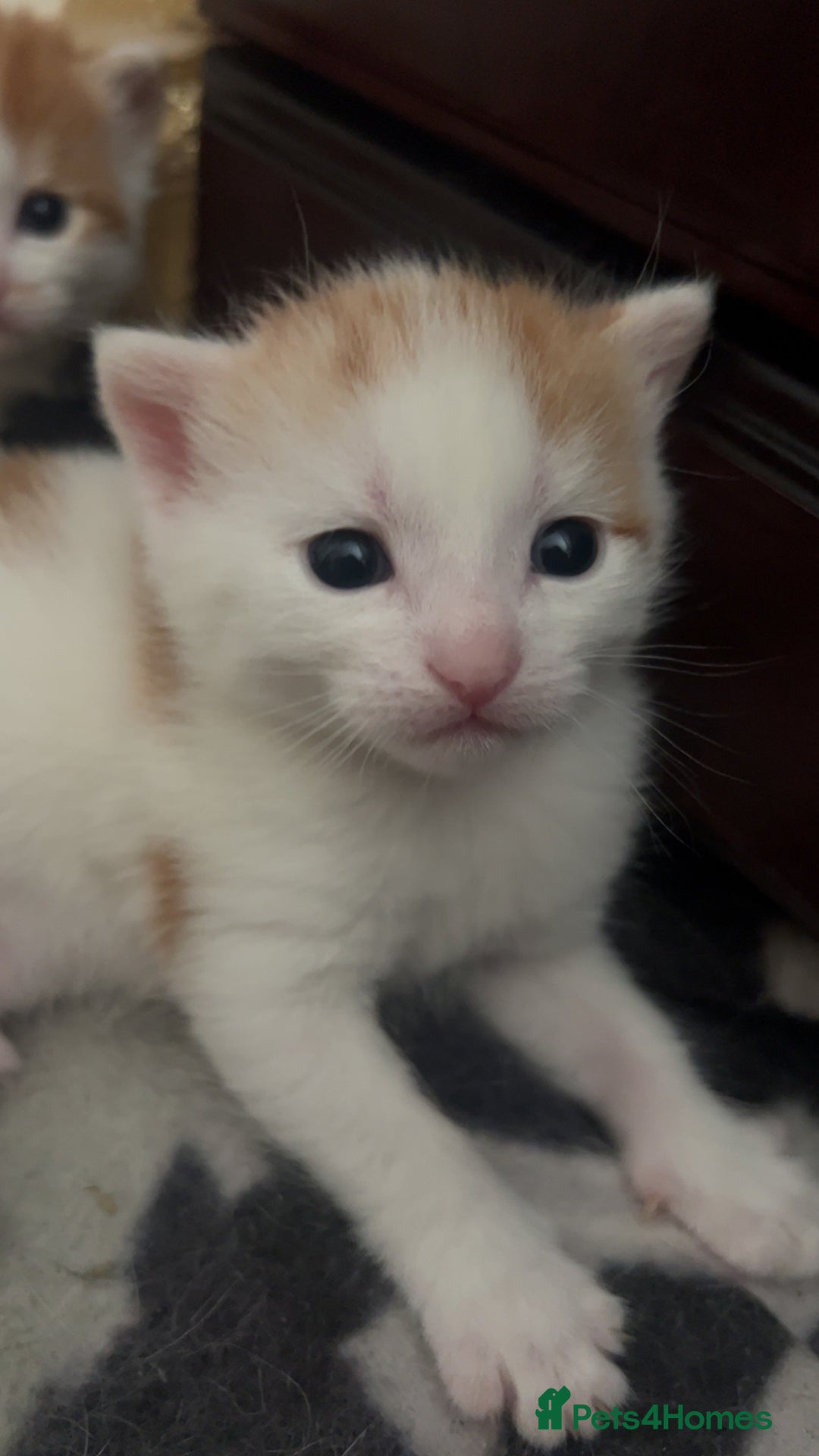 Mixed Breed cats for sale: 3 Beautiful kittens - Image 2