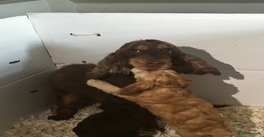 Cockapoo dogs - Advert 2