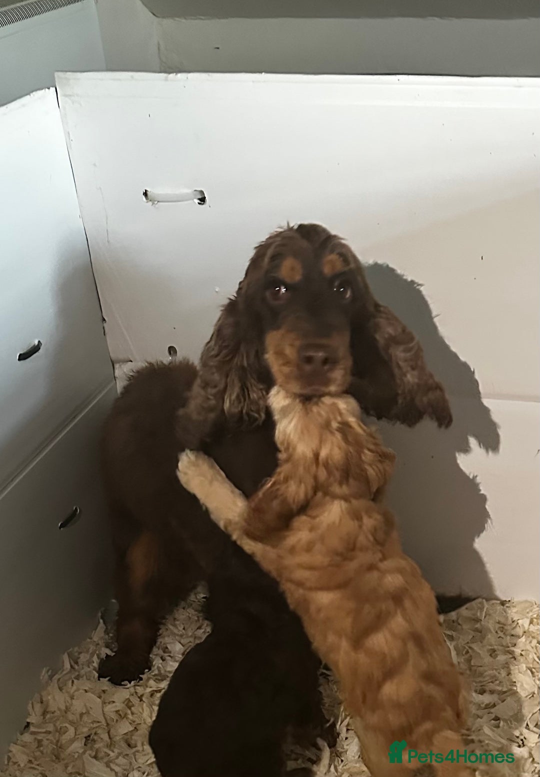 Cockapoo dogs for sale: Fabulously bred cockapoos  - Image 2