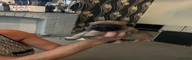 Border Terrier 1