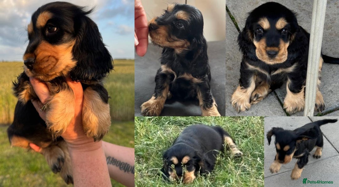 Cocker Spaniel dogs for sale: KC reg show cocker spaniel puppies in Wisbech - Image 1