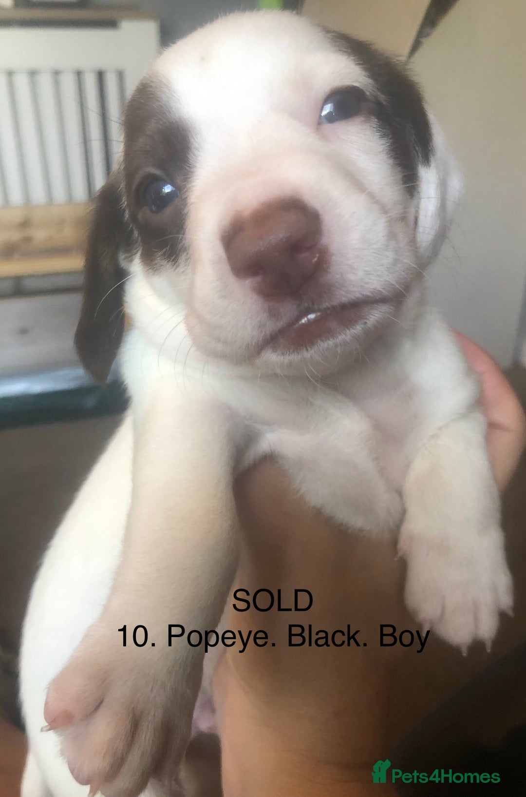 Mixed Breed dogs for sale: Miniature dachshund x springer spaniel puppies  - Image 4