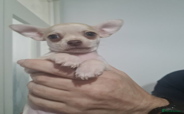 Chihuahua dogs - Advert 12