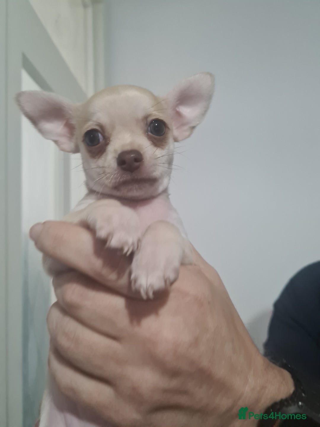 Chihuahua dogs for sale: Beautiful chihuahuas  - Image 1
