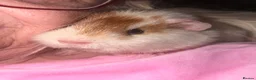 Guinea Pig rodents for sale: Two bonded Male Guinea Pigs  - Advert 1