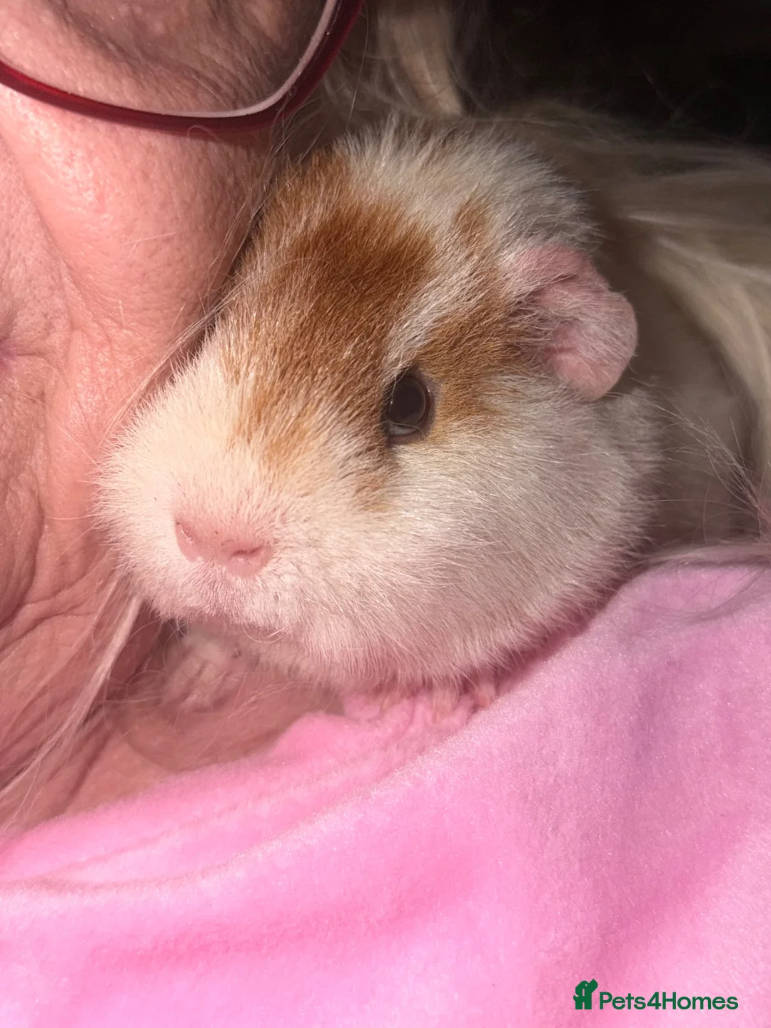 Guinea Pig rodents for sale: Two bonded Male Guinea Pigs  - Advert 1