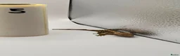 Gecko reptiles for sale: Crested and chahouas geckos - Advert 26