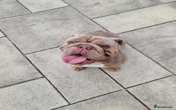 English Bulldog dogs for sale: 3 Year old Beautiful Lilac and Tan Male - Image 5