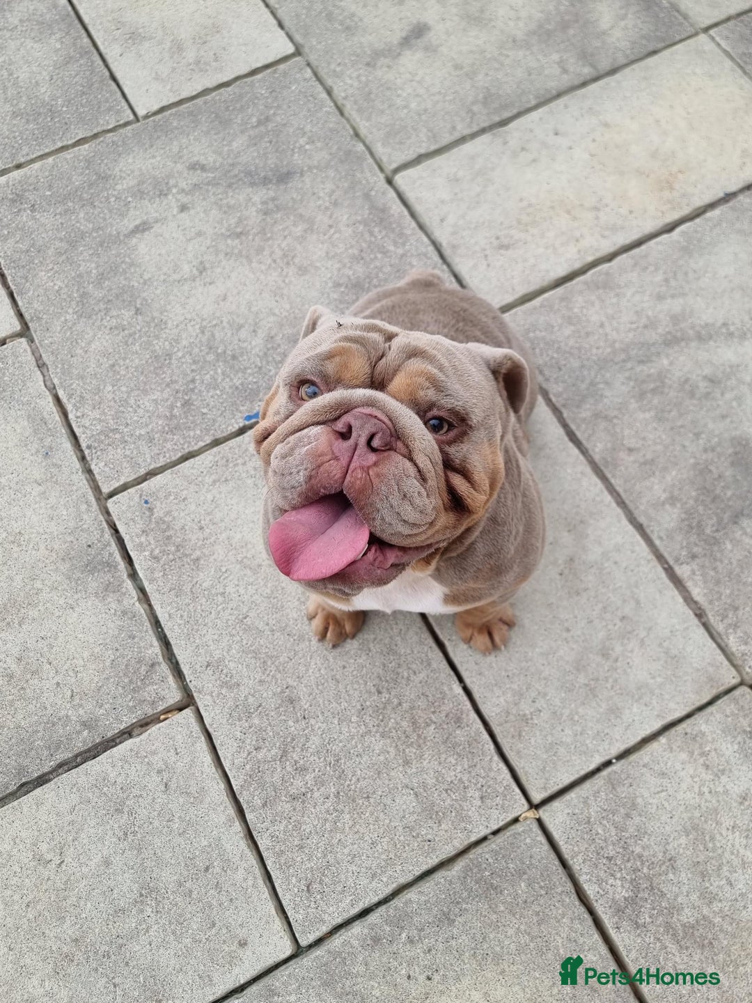 English Bulldog dogs for sale: 3 Year old Beautiful Lilac and Tan Male - Image 5