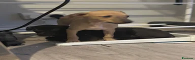 Italian Greyhound 3