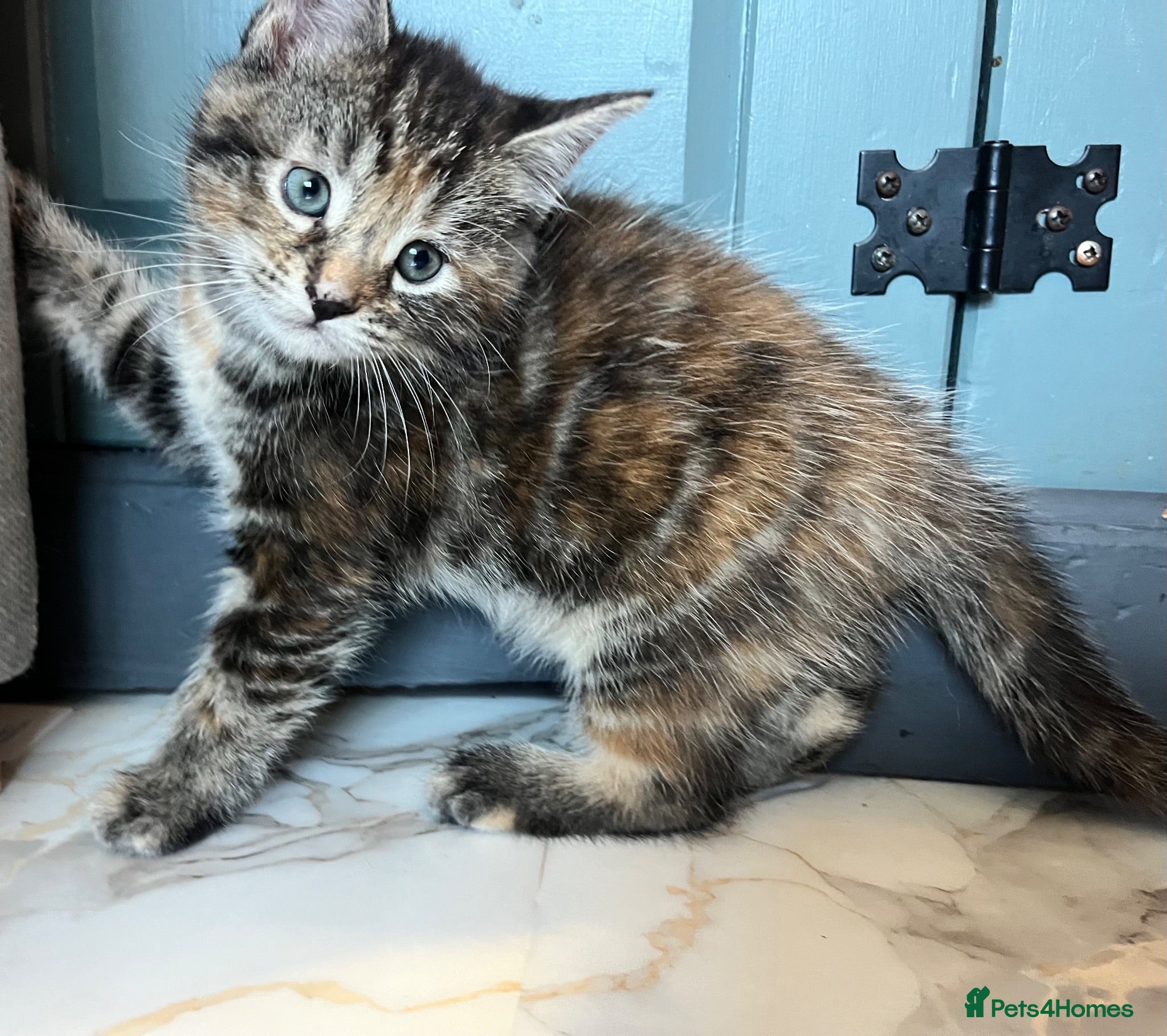 Maine Coon cats Half Maine coon kitten last Lady available  - Advert 18