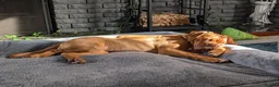 Dogue De Bordeaux dogs for sale: Thor and storm  in Mauchline - Advert 8
