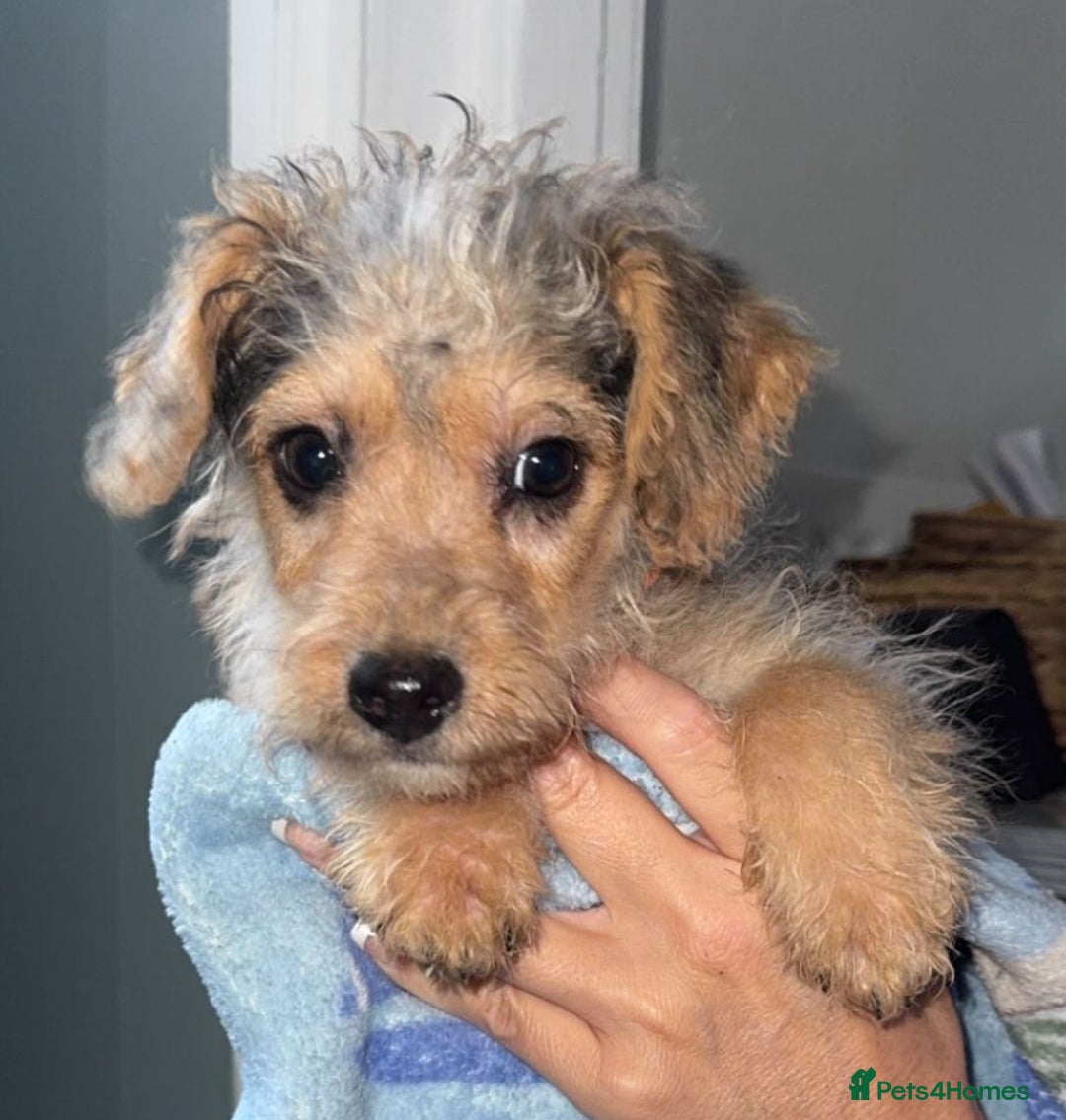 Jackapoo dogs for sale: Miniature jackpoo puppies  - Advert 3