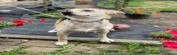 Mixed Breed dogs for adoption: ❤️Caramel❤️ 10-month-old lower-medium awesome girl - Advert 16
