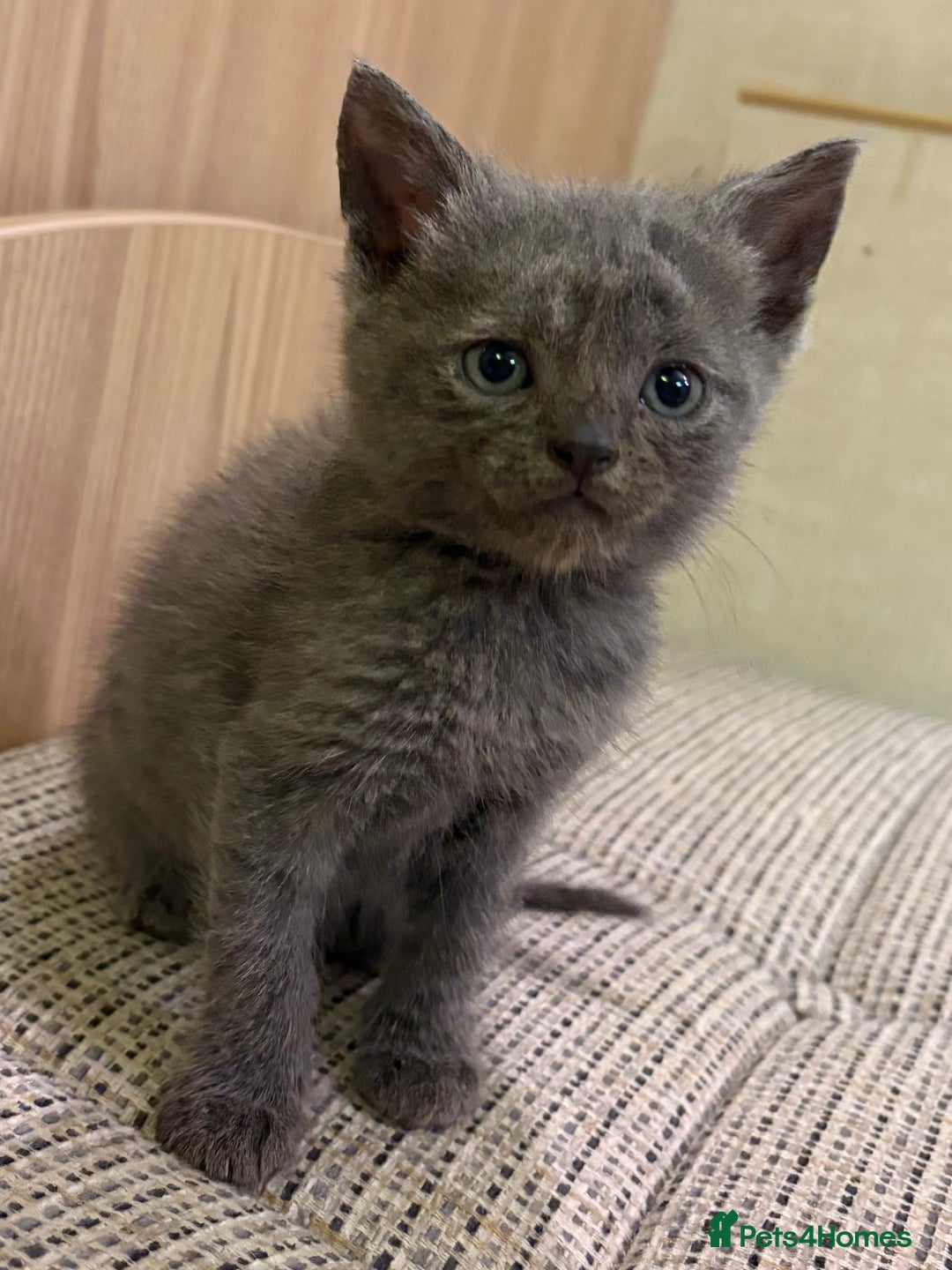 British Shorthair cats for sale: British Shorthair Kittens. - Advert 13