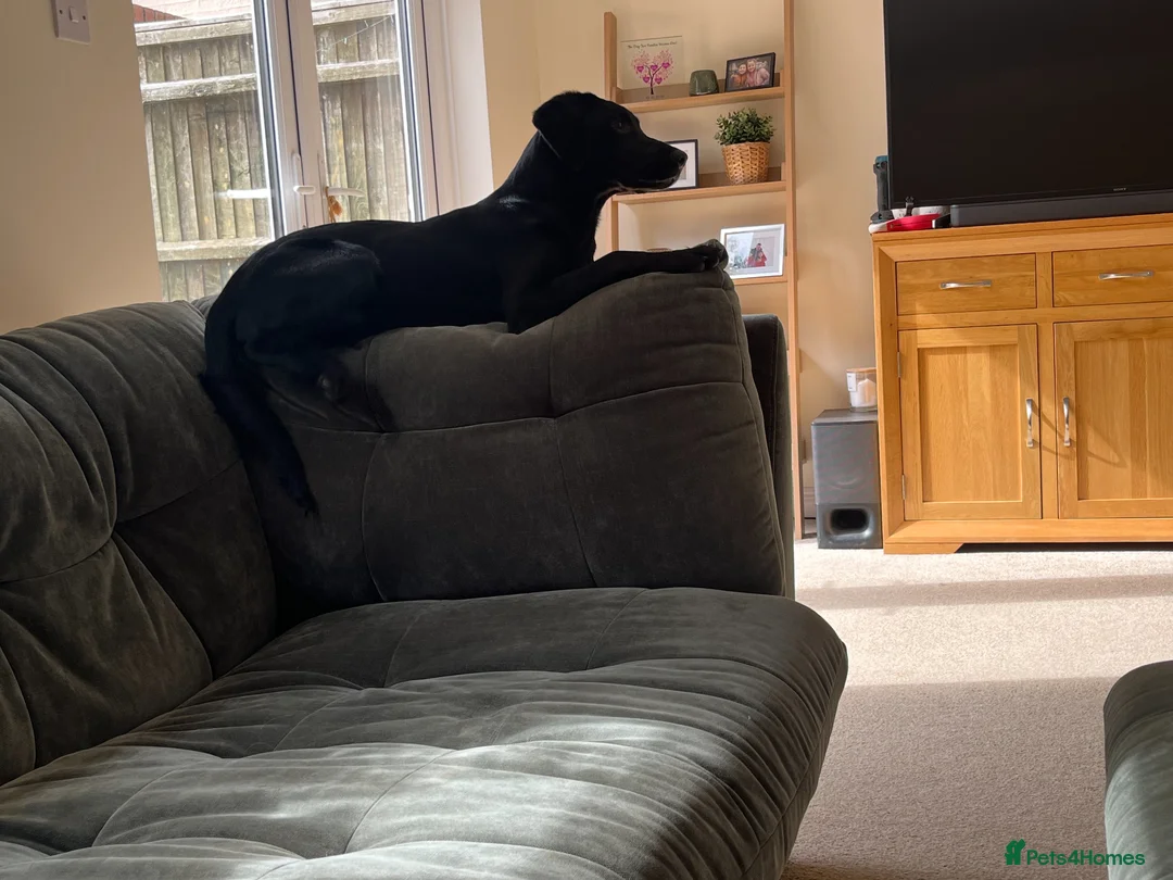 Labrador Retriever dogs for sale: Black female working labrador in Didcot - Advert 2